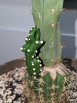 Cacti Babe