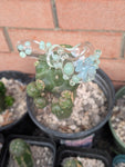 Dot stack Butterfly