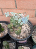 Dot stack Butterfly