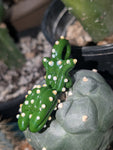 Cacti Babe
