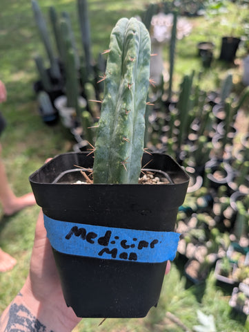 Sacred Cacti 🌵